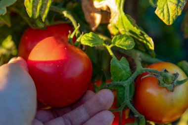 Sıcak, güneşli bahçe hasat mevsiminde yeşil bitkiden elle olgun kırmızı domates toplamak.