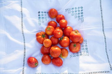 Taze olgun domatesler, bembeyaz işlemeli kumaşlar üzerine yerleştirilmiş, sıcak, doğal güneş ışığı altında.