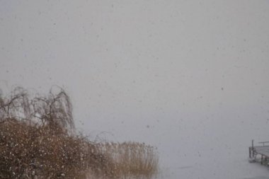 Soft falling snowflakes creating gentle winter background near lake reeds during calm snowfall day