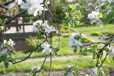 Çiçekli elma ağacı dalları Yumuşak beyaz çiçeklerle Parlak bahar bahçesinde
