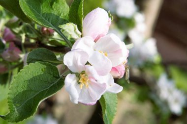 Çiçekli elma ağacı dalları Yumuşak beyaz çiçeklerle Parlak bahar bahçesinde