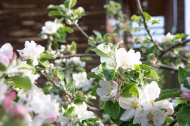 Çiçekli elma ağacı dalları Yumuşak beyaz çiçeklerle Parlak bahar bahçesinde