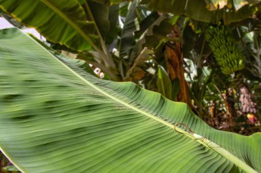 Görünür dokusu olan büyük tropikal muz yaprağı ve büyüyen meyveleri gösteren arka plan tarlası.