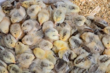 Pofuduk sarı civcivler kümes hayvanları çiftliğinde birbirlerine sokuluyorlar.