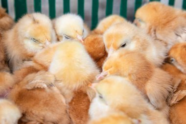 Pofuduk sarı civcivler kümes hayvanları çiftliğinde birbirlerine sokuluyorlar.