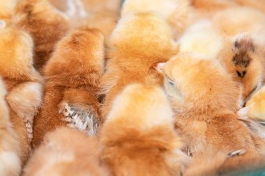 Pofuduk sarı civcivler kümes hayvanları çiftliğinde birbirlerine sokuluyorlar.