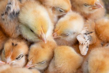 Pofuduk sarı civcivler kümes hayvanları çiftliğinde birbirlerine sokuluyorlar.