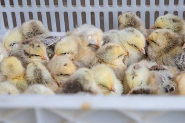 Pofuduk sarı civcivler kümes hayvanları çiftliğinde birbirlerine sokuluyorlar.