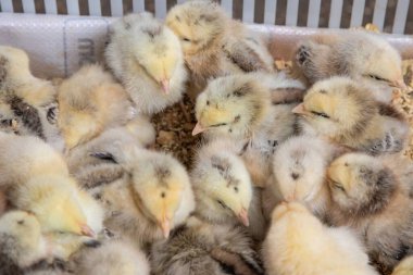 Pofuduk sarı civcivler kümes hayvanları çiftliğinde birbirlerine sokuluyorlar.