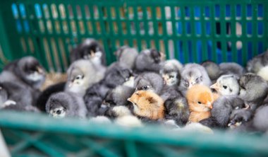 Karmaşık renkli civcivler kümes hayvanları çiftliğinde birbirlerine sokuluyorlar.