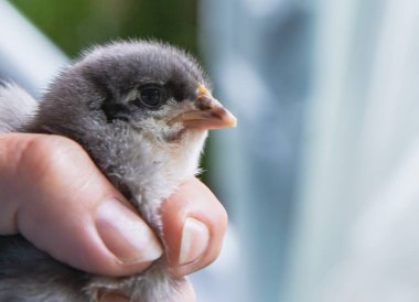Yenidoğan civciv insan eliyle nazikçe tutuldu bakım çiftliği konseptini gösteriyor