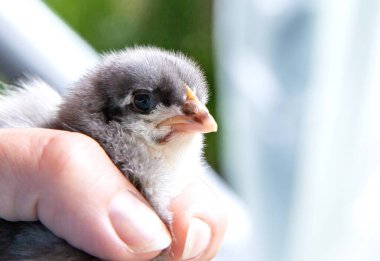 Yenidoğan civciv insan eliyle nazikçe tutuldu bakım çiftliği konseptini gösteriyor