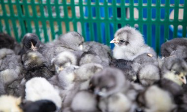 Karmaşık renkli civcivler kümes hayvanları çiftliğinde birbirlerine sokuluyorlar.