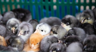 Karmaşık renkli civcivler kümes hayvanları çiftliğinde birbirlerine sokuluyorlar.