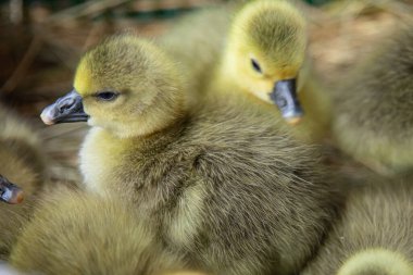 Yumuşak ördekler birlikte dinleniyor. Yeni doğmuş kümes hayvanları ve çiftlik hayatını gösteriyor.