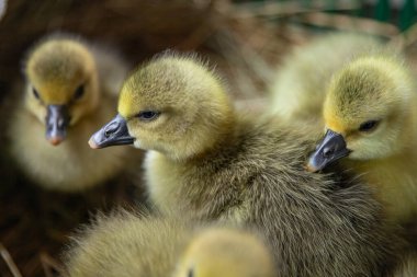 Yumuşak ördekler birlikte dinleniyor. Yeni doğmuş kümes hayvanları ve çiftlik hayatını gösteriyor.