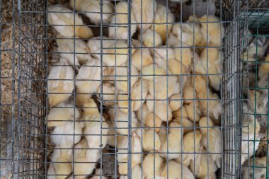 Kümes hayvanları yetiştirme tesisinde metal kafesin içinde toplanmış genç piliçler.