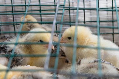 Genç civcivler kafesin içinde birlikte dinleniyorlar. Erken dönem kümes hayvanları yetiştirme koşullarını gösteriyorlar.