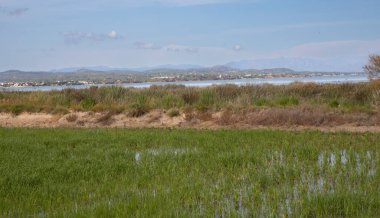 Sel basmış tarım arazilerinde büyüyen yeşil bitkilerle dolu pirinç tarlaları
