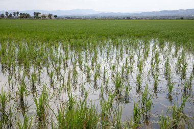 Sel basmış tarım arazilerinde büyüyen yeşil bitkilerle dolu pirinç tarlaları