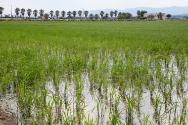 Sel basmış tarım arazilerinde büyüyen yeşil bitkilerle dolu pirinç tarlaları