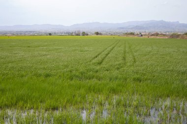 Sel basmış tarım arazilerinde yetişen yeşil taze pirinç bitkileriyle pirinç tarlaları