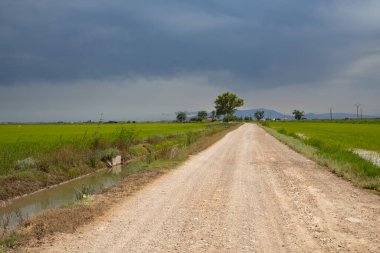 Kırsal toprak yolu olan pirinç tarlaları yeşil tarım arazisinden geçiyor