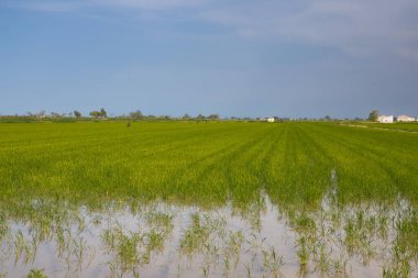 Sel basmış tarım arazisinde büyüyen yeşil bitkilerle dolu pirinç tarlaları