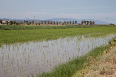 Sel basmış tarım arazisinde büyüyen yeşil bitkilerle dolu pirinç tarlaları