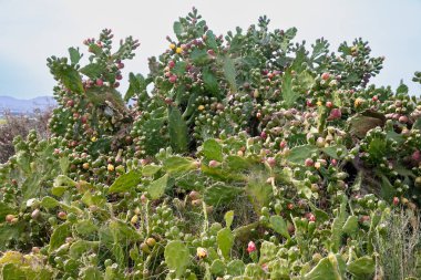 Kurak doğal ortamda yetişen olgun meyveli dikenli armut kaktüsü.