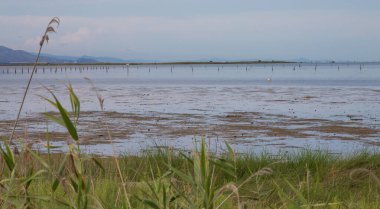 Veneto İtalya 'da yaban otları ve sakin sularla kıyı kıyı şeridi.