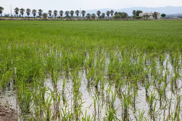 Sel basmış tarım arazilerinde büyüyen yeşil bitkilerle dolu pirinç tarlaları