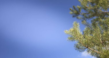 Çam ağacı dalları açık mavi gökyüzüne karşı fotokopi alanı ile doğal arkaplan