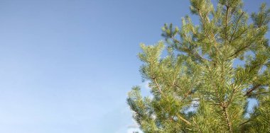 Çam ağacı dalları açık mavi gökyüzüne karşı fotokopi alanı ile doğal arkaplan