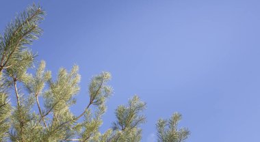 Çam ağacı dalları açık mavi gökyüzüne karşı fotokopi alanı ile doğal arkaplan