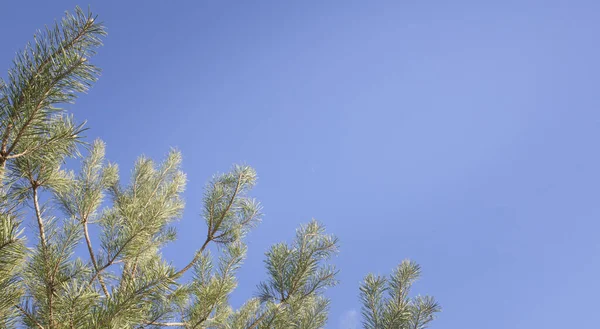 Çam ağacı dalları açık mavi gökyüzüne karşı fotokopi alanı ile doğal arkaplan