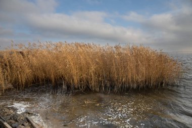 Bulutlu mavi gökyüzünün altında, göl kıyısı boyunca büyüyen uzun kuru sazlıklar.