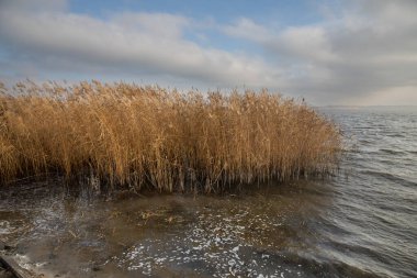Bulutlu mavi gökyüzünün altında, göl kıyısı boyunca büyüyen uzun kuru sazlıklar.