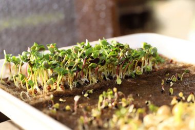 Doğal topraklarda taze yeşil yapraklarla yoğun bir şekilde büyüyen mikro yeşiller.