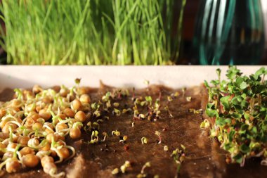 Doğal topraklarda taze yeşil yapraklarla yoğun bir şekilde büyüyen mikro yeşiller.