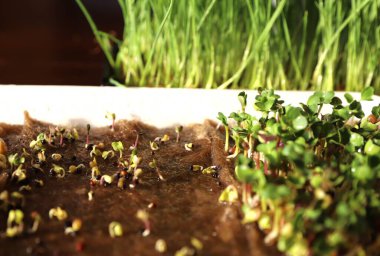 Doğal topraklarda taze yeşil yapraklarla yoğun bir şekilde büyüyen mikro yeşiller.