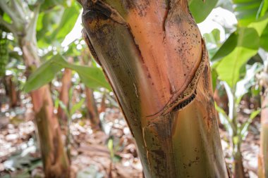 Muz ağacı gövdesi yüzeyi tropikal bahçe ortamında doğal dikey dokuya sahiptir.