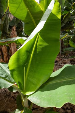 Taze yeşil muz yaprakları güneş ışığı altında tropikal tarlalarda yetişiyor.