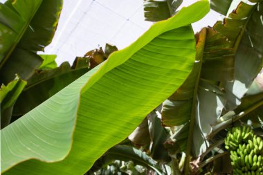 Yeşil muz yaprakları ve güneş ışığı tropikal bitki örtüsü doğal sera ortamında