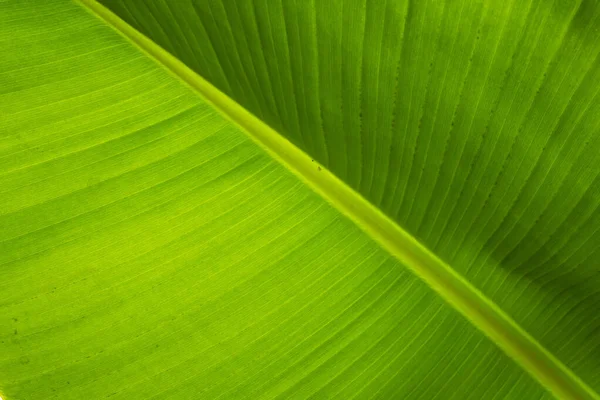 Yeşil muz yaprağı deseni taze organik bitki desenli doğal tropikal arkaplan