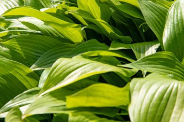Taze yeşil hosta yaprakları güneş ışığında yemyeşil doğal bitki örtüsü oluşturur.