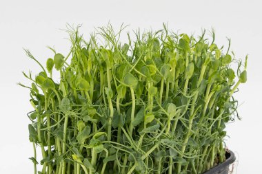 Bezelye mikroçayırları taze yeşil filizler kabın içinde yoğun bir şekilde büyüyorlar.