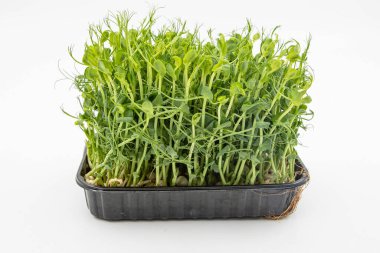 Bezelye mikroçayırları taze yeşil filizler kabın içinde yoğun bir şekilde büyüyorlar.