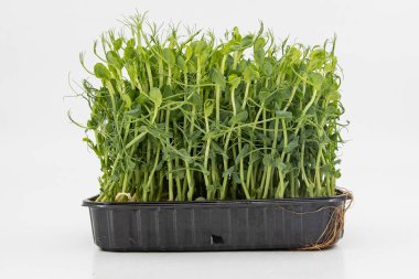 Bezelye mikroçayırları taze yeşil filizler kabın içinde yoğun bir şekilde büyüyorlar.