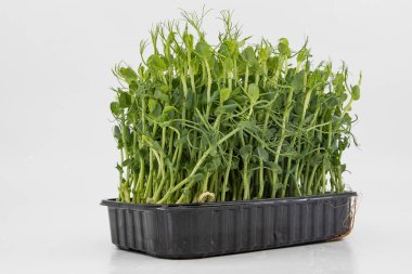 Bezelye mikroçayırları taze yeşil filizler kabın içinde yoğun bir şekilde büyüyorlar.
